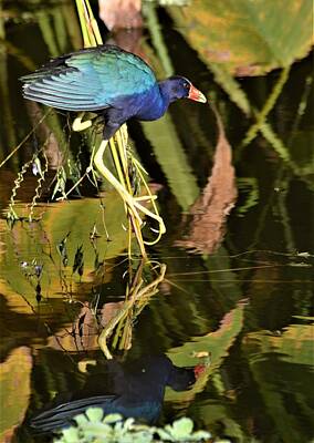 Target Eclectic Global Rights Managed Images - Purple Gallinule At Attention Royalty-Free Image by Warren Thompson