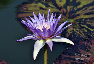 Purely Purple - Purple lily  by Savannah Gibbs