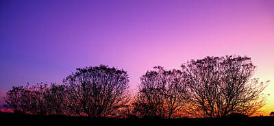 Wild Horse Paintings - Purple Pink Orange Sunset by Jason Fink