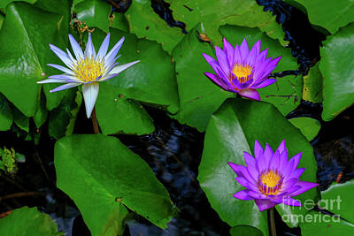 1-war Is Hell Royalty Free Images - Purple Waterlilies In A Pond H2 Royalty-Free Image by Ofer Zilberstein