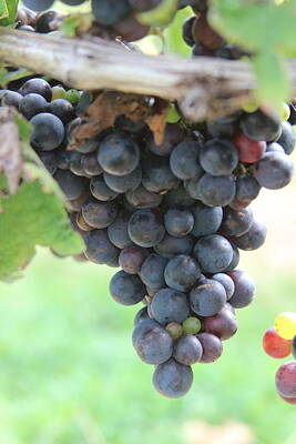 Floral Patterns - Purple Wine Grapes 2 by Cathy Lindsey