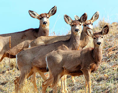 Bear Photography - Quartet of Mule Deer in the Rocky Mountain Springtime by Steven Krull