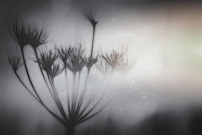Aloha For Days - Queen Annes Lace Ghostly Winter Light by Carol Japp