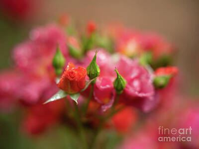 Roses Royalty-Free and Rights-Managed Images - Quiet Roses Dream Cinco de Mayo by Mike Reid