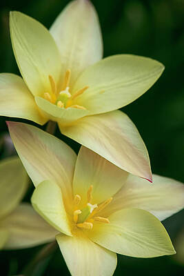 From The Kitchen - Rain Lily Duo By Tl Wilson Photography by Teresa Wilson