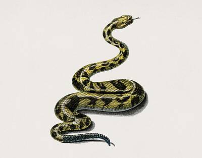 Reptiles Paintings - Rattlesnake  Crotale  illustrated by Charles Dessalines D Orbigny  1806-1876  by Celestial Images