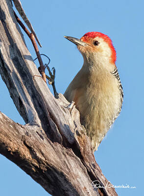 Dan Beauvais Royalty-Free and Rights-Managed Images - Red-Bellied Woodpecker 3071 by Dan Beauvais