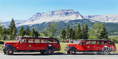 Anne Geddes Florals - Red Buses, Glacier National Park by Catherine Sherman