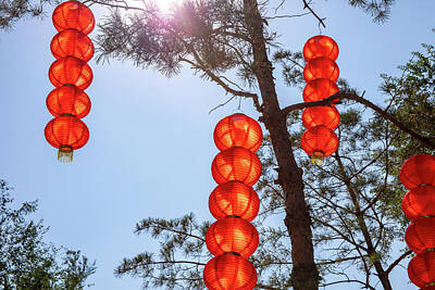 Lipstick Kiss Royalty Free Images - Red Chinese lanterns in pine trees Royalty-Free Image by Karen Foley