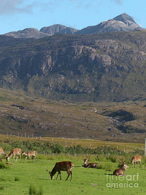 Mother And Child Animals - Red deer at Torridon - Wester Ross - Scotland by Phil Banks