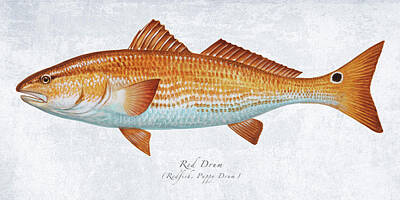 Recently Sold - Portraits Royalty-Free and Rights-Managed Images - Red Drum Portrait by Guy Crittenden