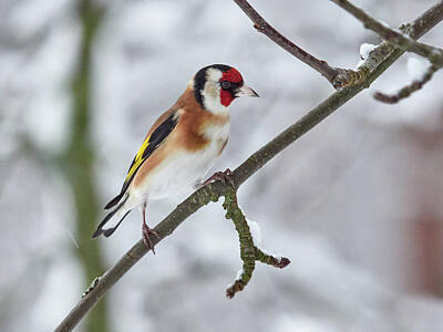Jouko Lehto Photos - Red face and attitude. European goldfinch by Jouko Lehto