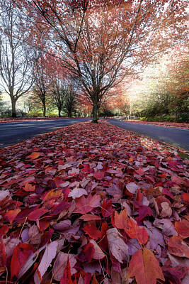 Science Collection Rights Managed Images - Red Fall Maple Leaves on Neighborhood Street Royalty-Free Image by David Gn
