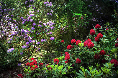 Abstract Animalia - Red Flowering Rhododendrons 1 by Jenny Rainbow