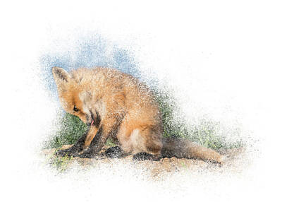Nothing But Numbers Royalty Free Images - Red Fox Kit #3 - Bashful Royalty-Free Image by Patti Deters