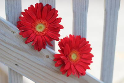 Little Mosters - Red Gerbera Daisies 3 by Cathy Lindsey