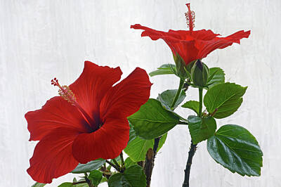 Fall Pumpkins - Red Hibiscus Duo by Terence Davis