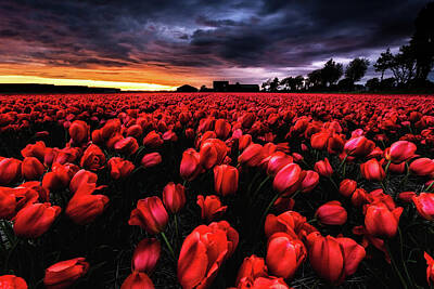 Landscapes Photos - Red passion by Jorge Maia