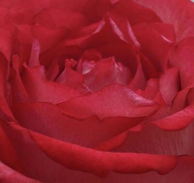 Royalty-Free and Rights-Managed Images - Red Rose Close-Up by Cathy Lindsey