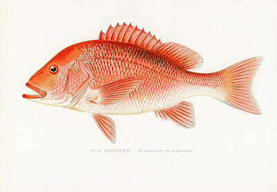 Beach Drawings - Red Snapper by David Letts