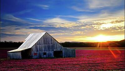 Gaugin Rights Managed Images - Red White Blue Barn Scene Royalty-Free Image by Randall Branham