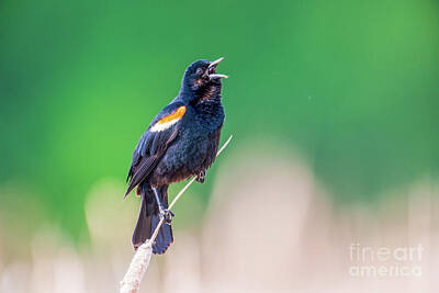 The American Diner - Red-winged Blackbird Calling Perched on a Reed by Bobby Griffiths