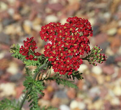 Floral Photos - Red Yarrow 3 by Cathy Lindsey