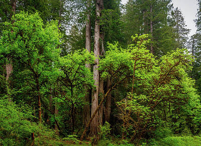 Paint Brush - Redwood forest 10 by Mike Penney