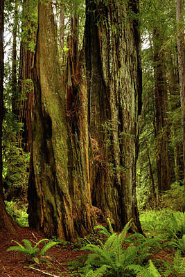 Katharine Hepburn - Redwood Forest 14 by Mike Penney
