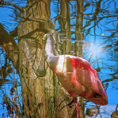 Christmas Images - Reflections of a Spoonbill by Mark Andrew Thomas