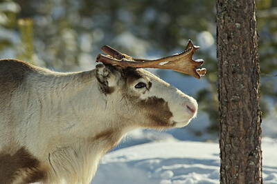 For The Cat Person Royalty Free Images - Reindeer sniffing at a tree trunk Royalty-Free Image by Intensivelight