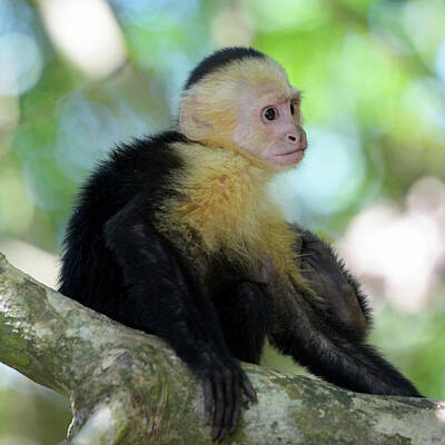 Queen Rights Managed Images - Remembering Manuel Antonio Royalty-Free Image by Michael Scott