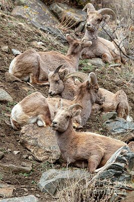 Steven Krull Royalty-Free and Rights-Managed Images - Resting Herd of Bighorn Sheep by Steven Krull