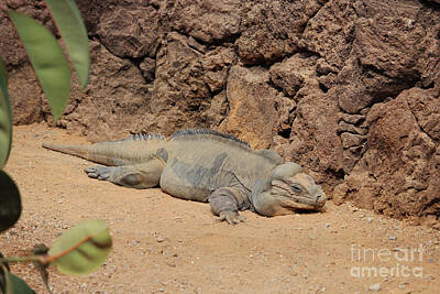 Reptiles Photo Royalty Free Images - Rhinoceros Iguana 2 Fuerteventura Royalty-Free Image by Eddie Barron