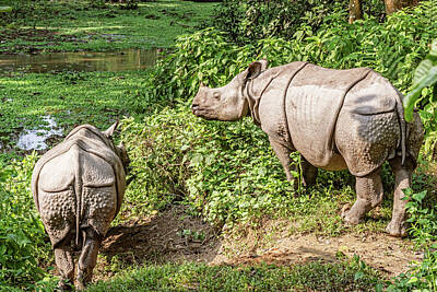 Little Mosters - Rhinos in Chitwan National Park in Nepal by Marek Poplawski