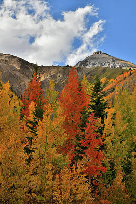 License Plate Letters Rights Managed Images - Richly Colored Aspens at Red Mountain Pass Royalty-Free Image by Ray Mathis