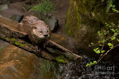 Garden Vegetables - River Otter by Sean Griffin