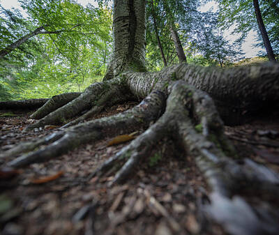 Up Up And Away - Roots by Adam Kilbourne