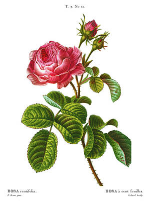 Roses Drawings - Rosa centifolia, Pale rose, Hundred leaved or Cabbage rose, Plate 12 by Pierre Joseph Redoute by Orchard Arts