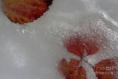Roses Photos - Rose Leaves in Ice by Eddie Barron