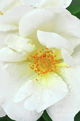 Floral Photos - Rose Portrait - White Out by Regina Geoghan
