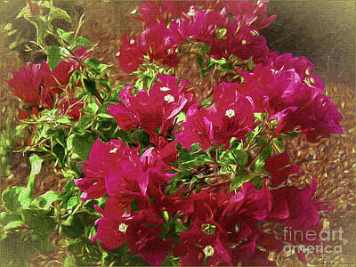 Ps I Love You - Ruby Red Bougainvillea by Mona Stut