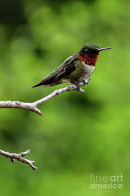 Patriotic Signs - Ruby-throated Hummingbird A Bird With A Thousand Poses by Cindy Treger