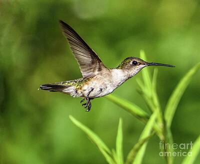 Amy Hamilton Animal Collage Rights Managed Images - Ruby-throated Hummingbird Flyby  Royalty-Free Image by Cindy Treger