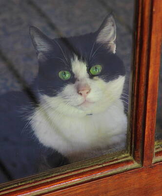 Parks - Sadie In The Window by Cathy Lindsey