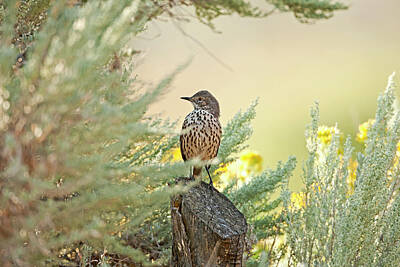 Rustic Cabin - Sage Thrasher 7652  Oreoscoptes montanus  by Michael Trewet
