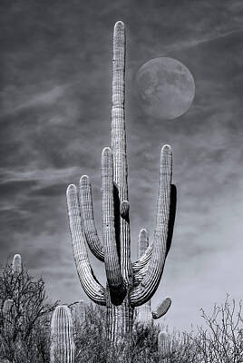 Mark Myhaver Rights Managed Images - Saguaro Moon m1134 Royalty-Free Image by Mark Myhaver