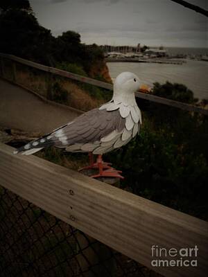 Whimsically Poetic Photographs - sam the Mornington seagull  by Julie Grimshaw