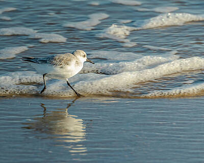 Back To School For Guys - Sanderling at Assateague Island National Seashore by William Dickman