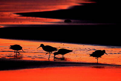 Lipstick Kiss - Sanderlings At Sunset by Charles Shedd